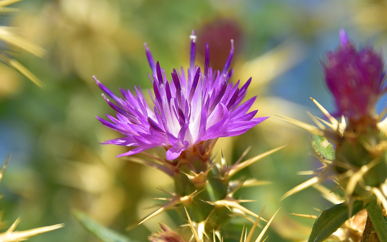 plants  flower  garden free photo