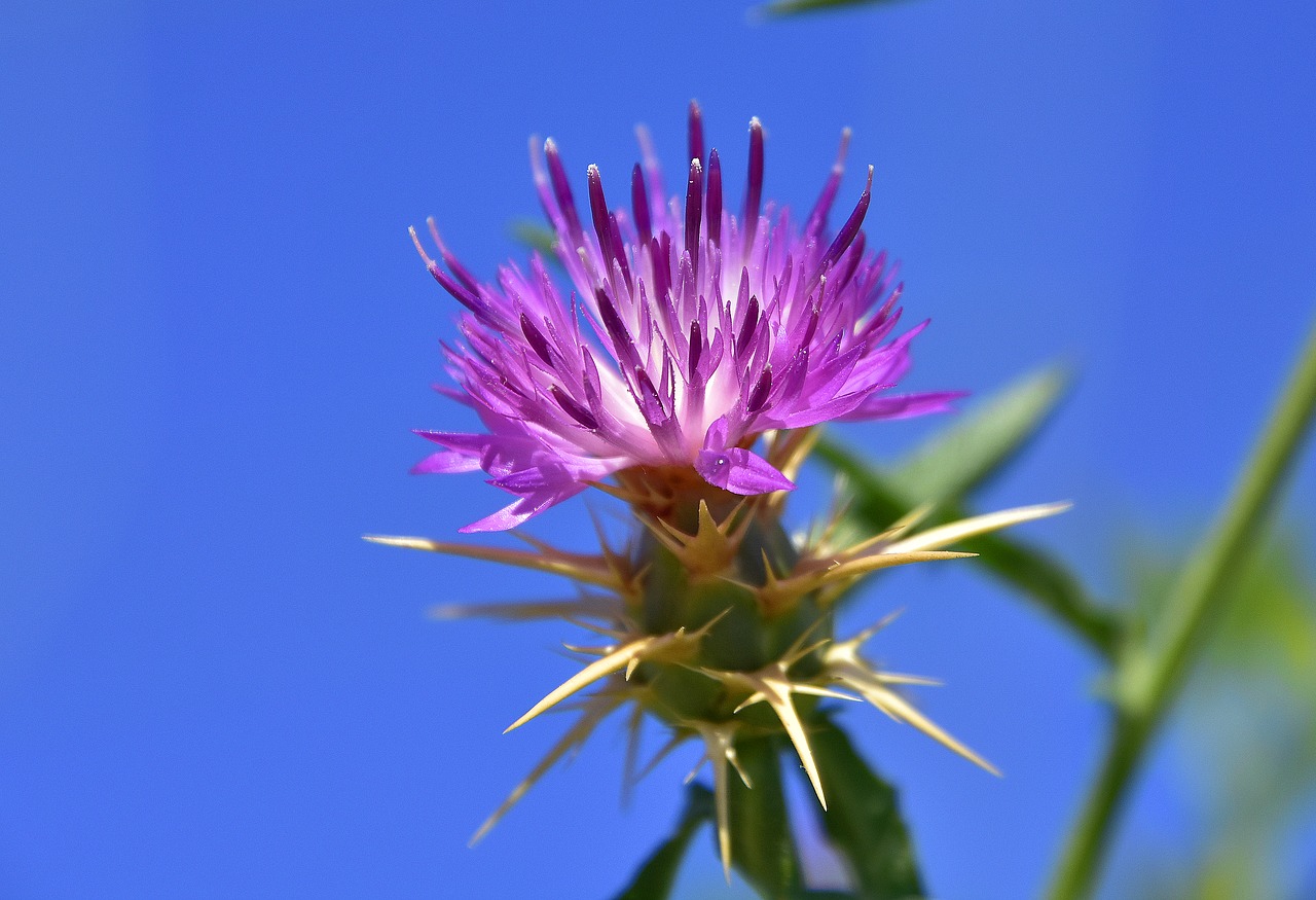 plants  flower  garden free photo