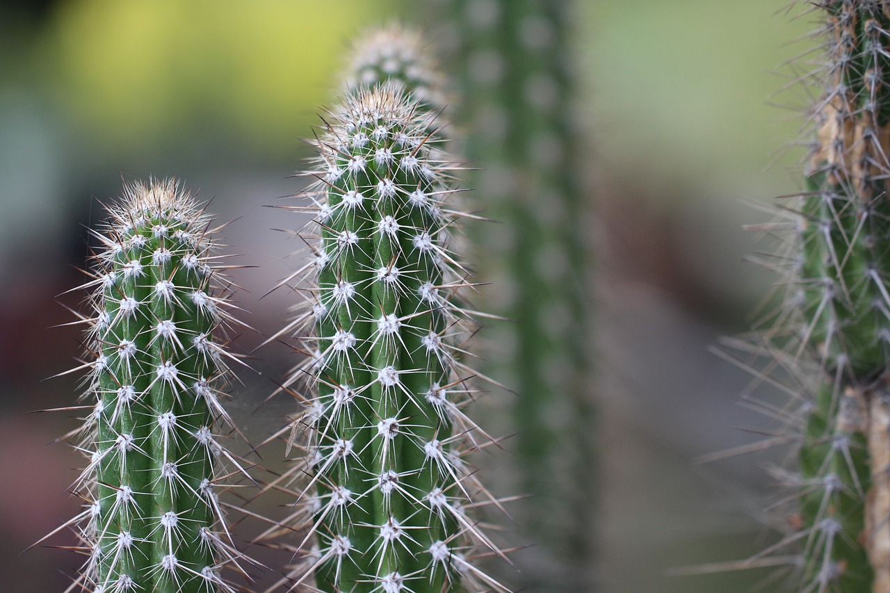 plants  vegetation  cactus free photo