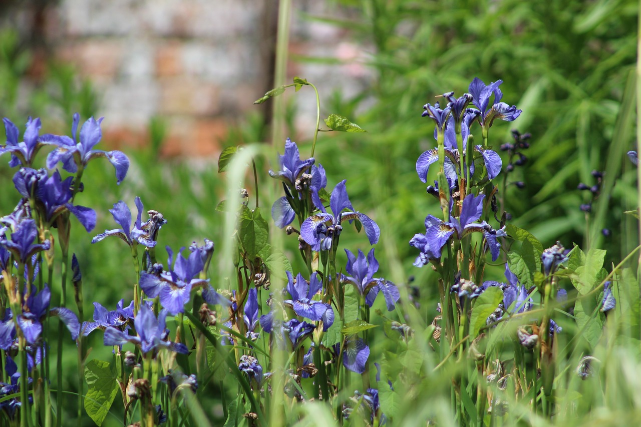 plants  flowers  nature free photo