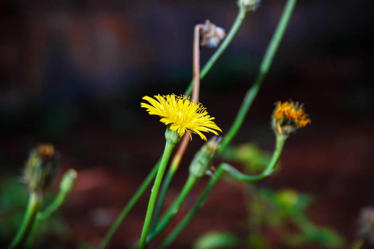 plants  nature  flower free photo