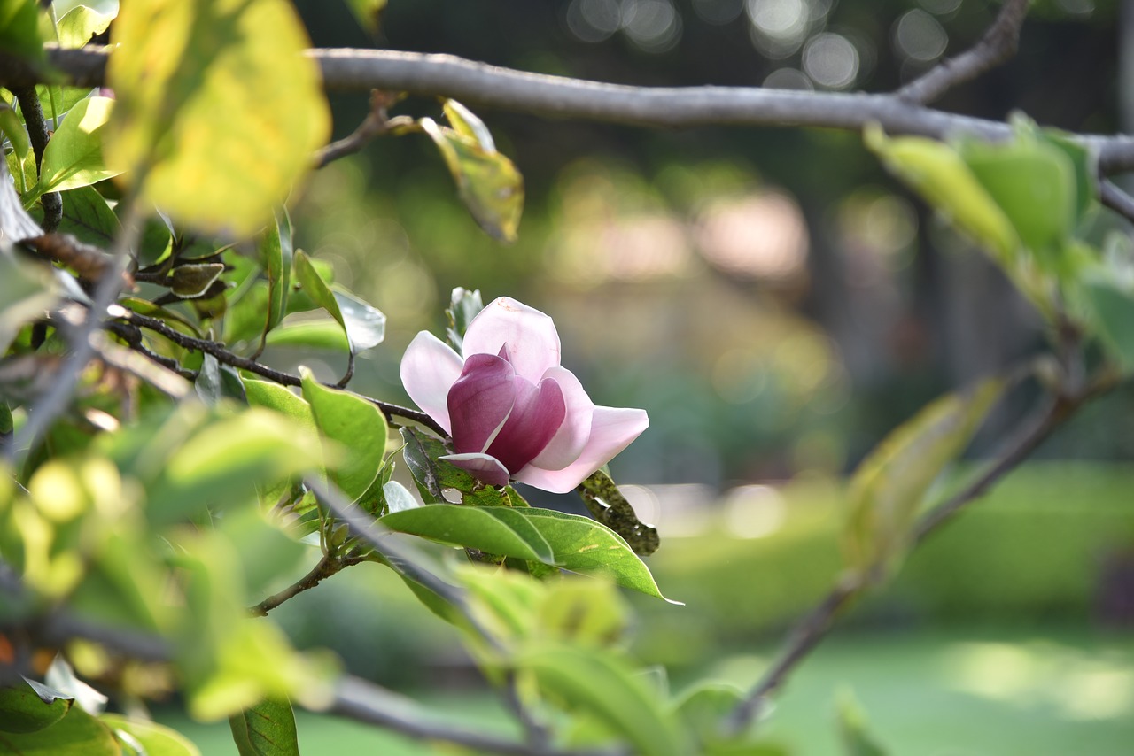 plants  garden  spring free photo