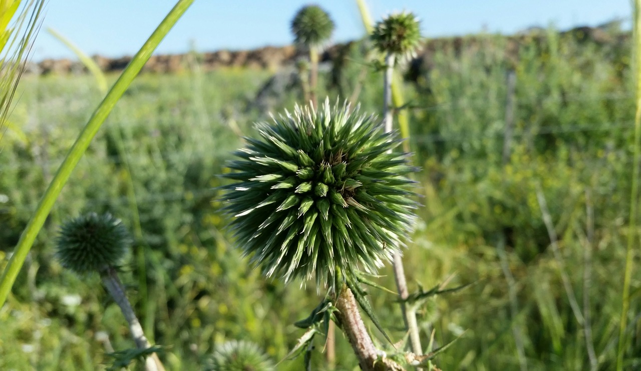 plants  nature  flora free photo