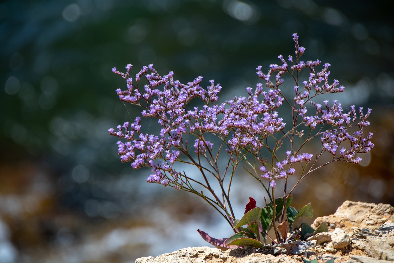 plants  flowers  petals free photo