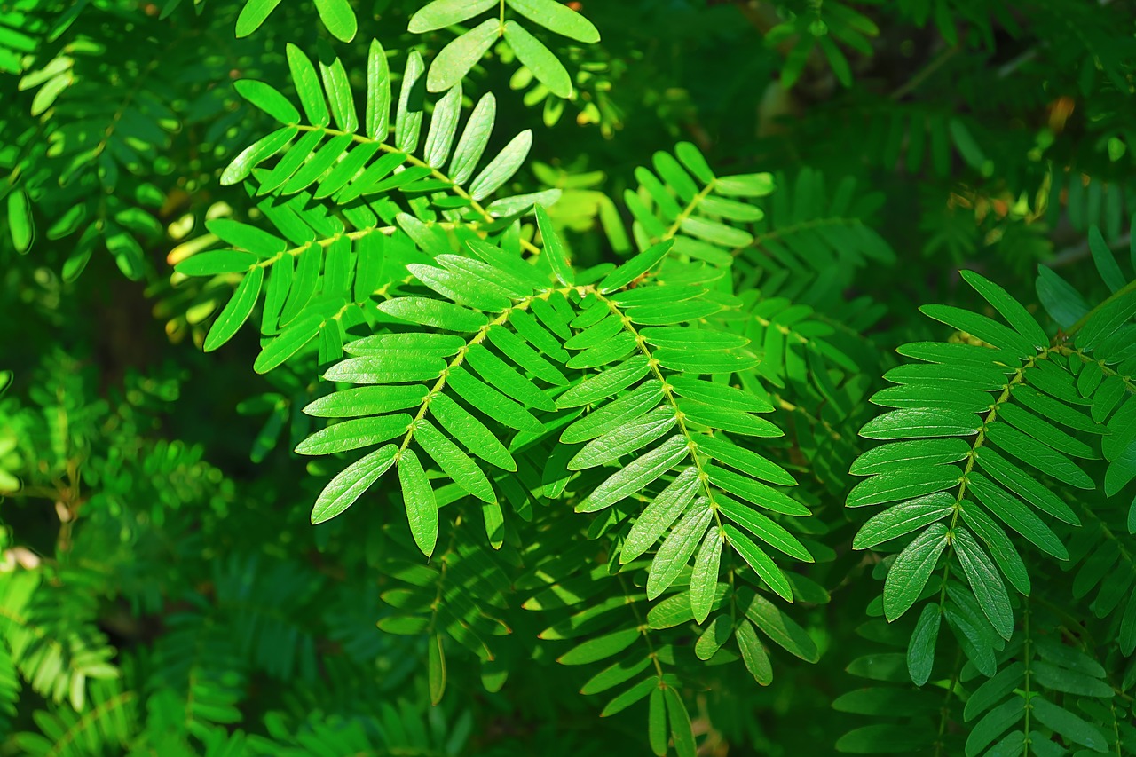 plants  leaf  green free photo