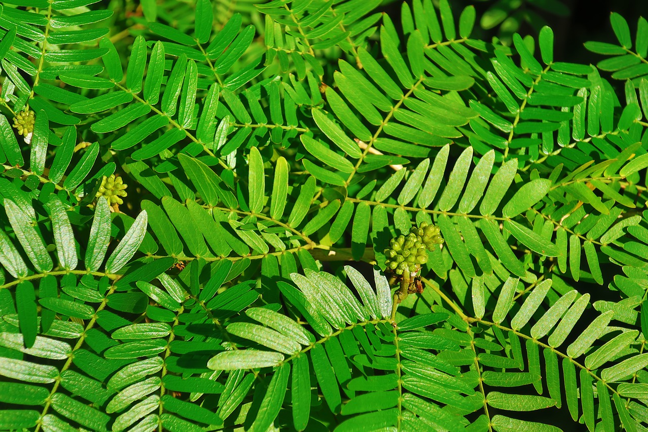 plants  leaf  green free photo