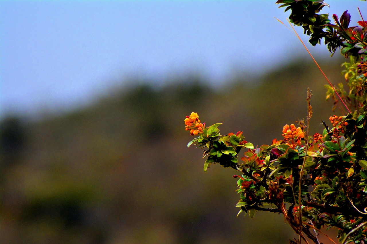 plants  flowers  garden free photo