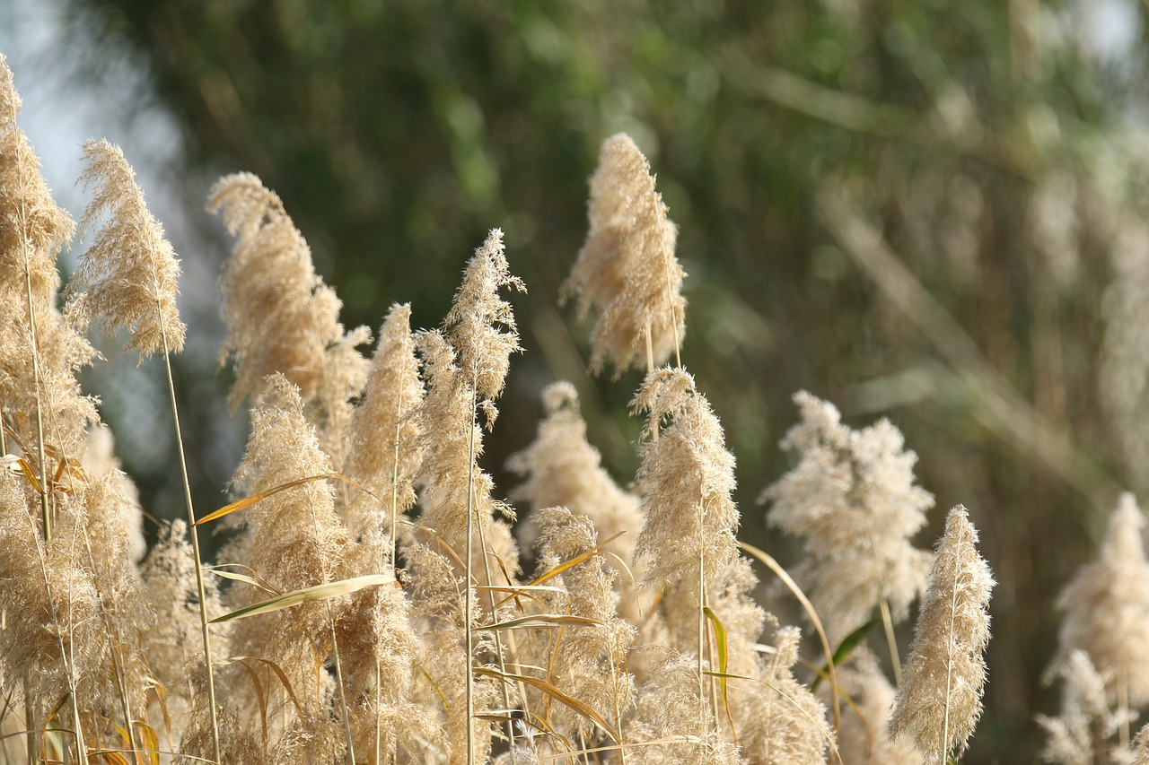 plants  reed  nature free photo