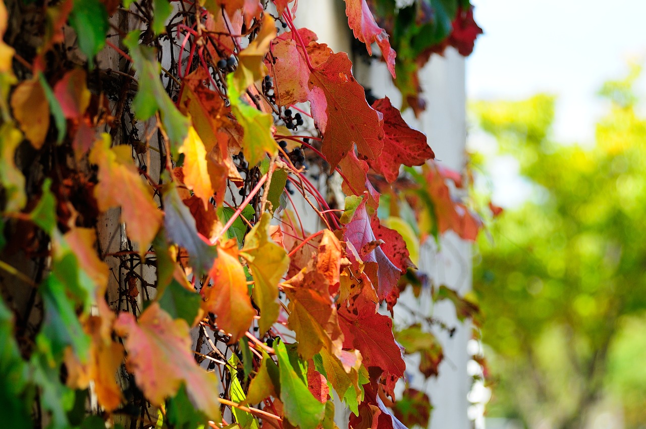 plants  nature  wall free photo