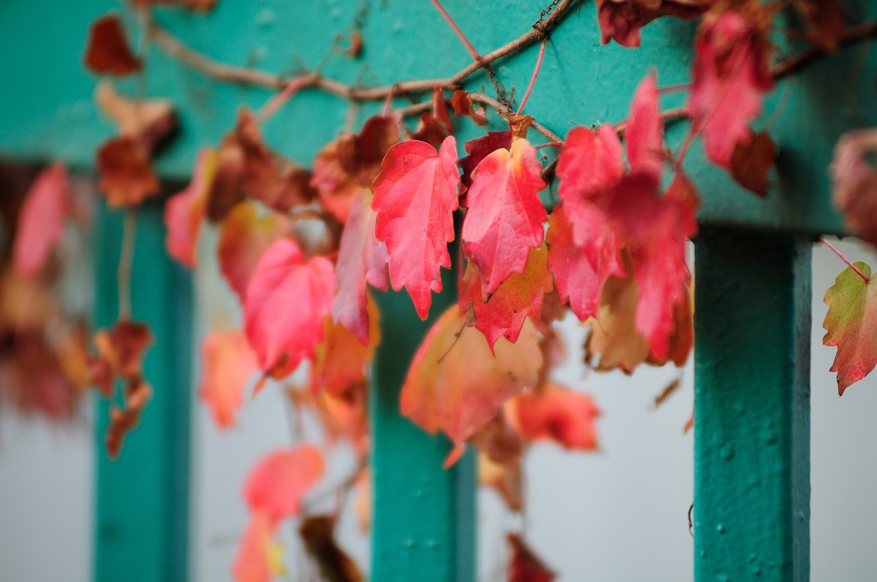 plants  nature  wall free photo