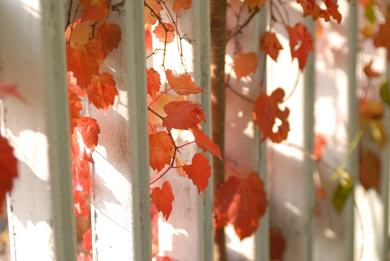 plants  nature  wall free photo