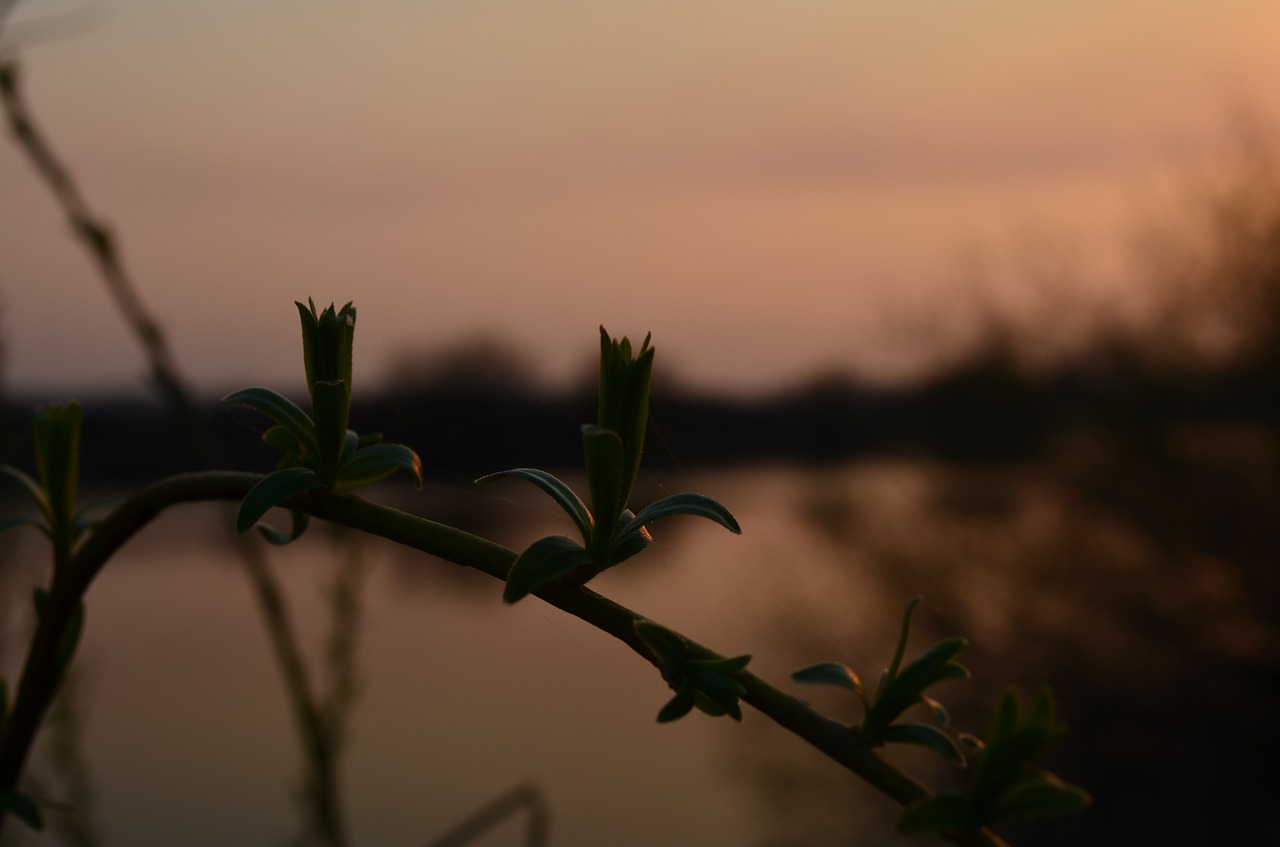 plants  sunset  nature free photo