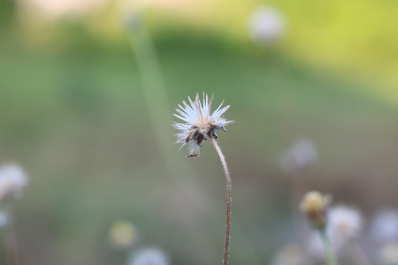 plants  nature  sky free photo