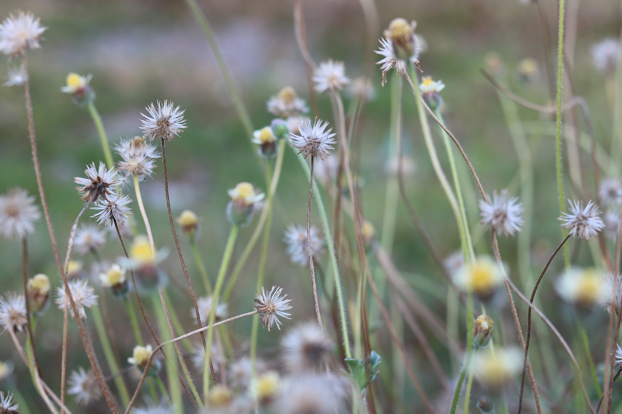 plants  nature  sky free photo