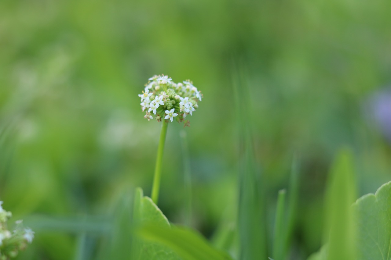 plants  nature  sky free photo