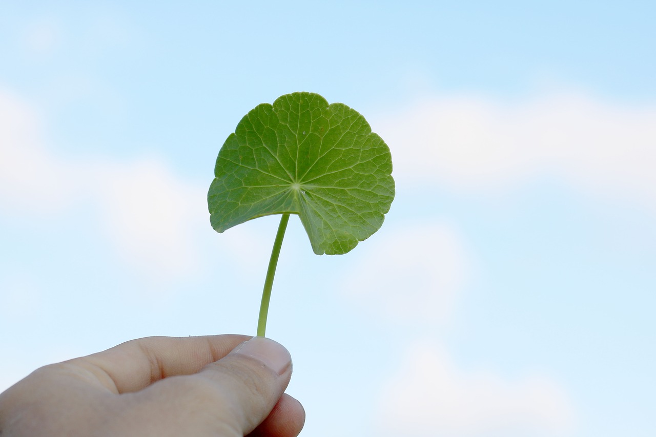 plants  nature  sky free photo