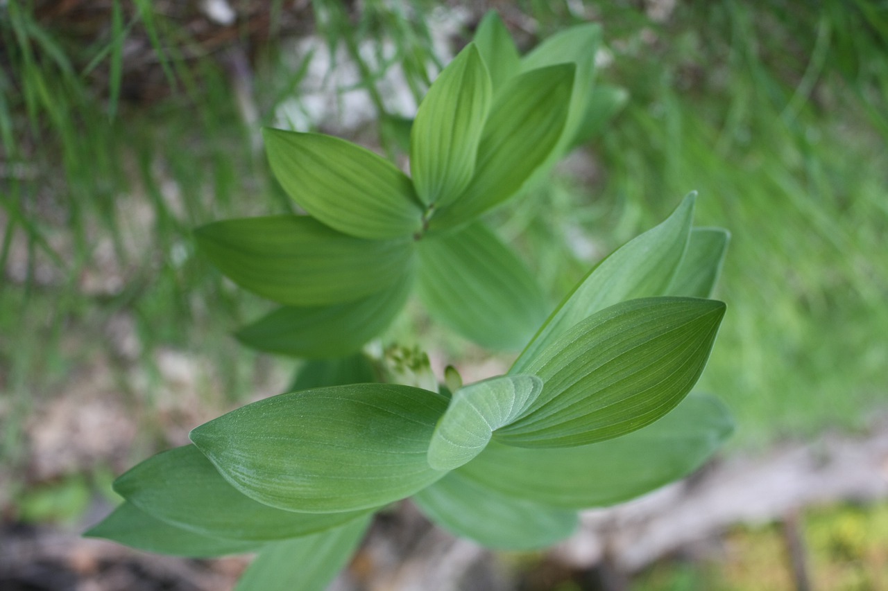 plants  bud  green free photo