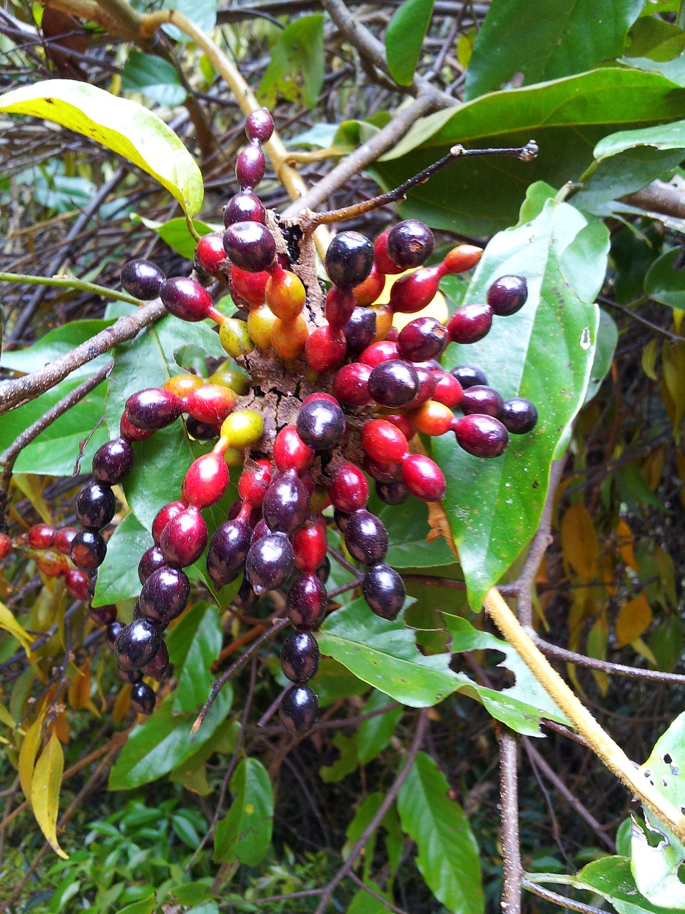 plants fruit exotic free photo