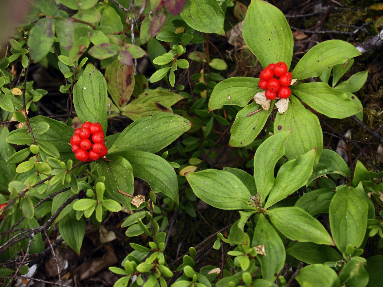 plants wild flora free photo