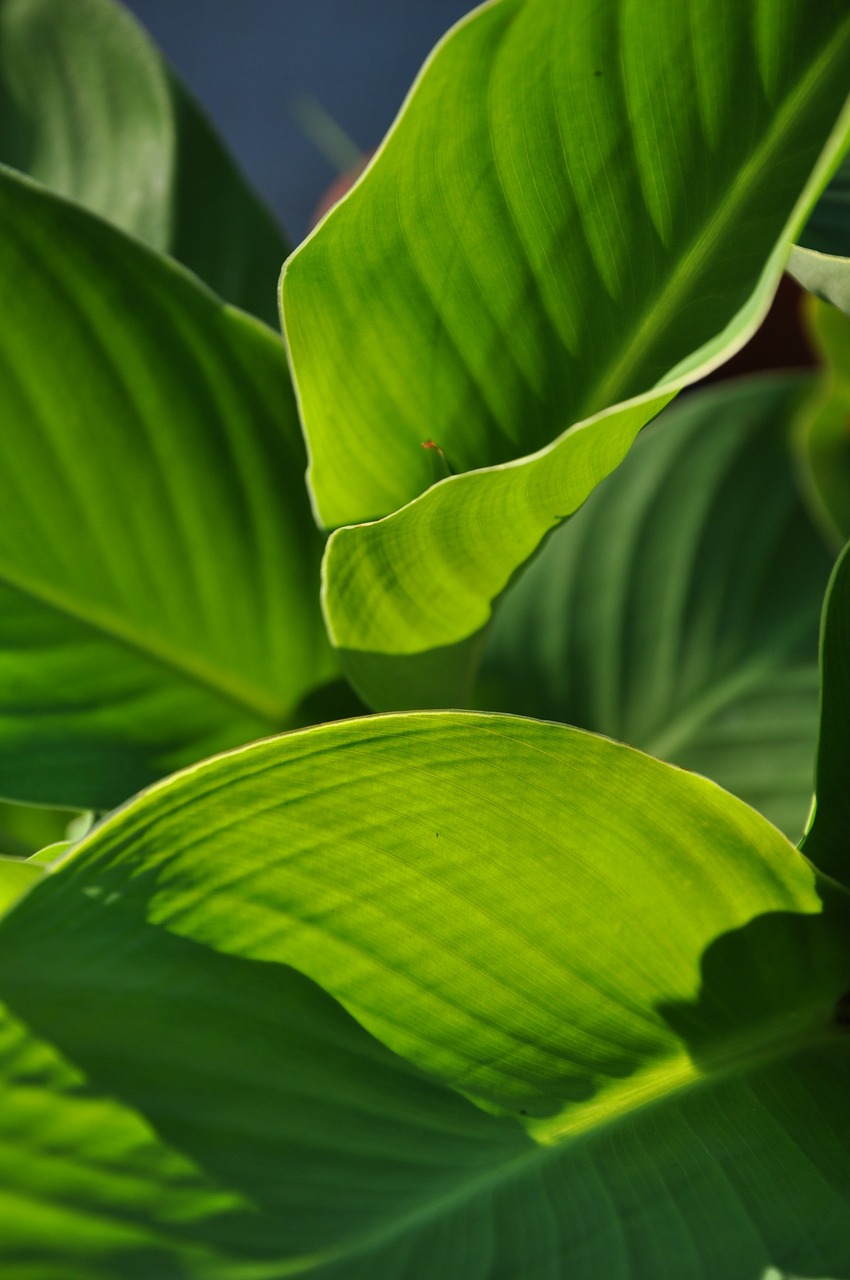 plants summer shading free photo