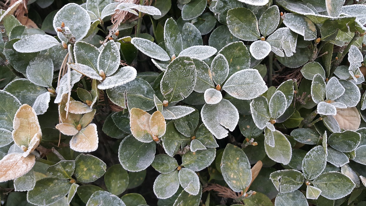 plants winter snow flower free photo