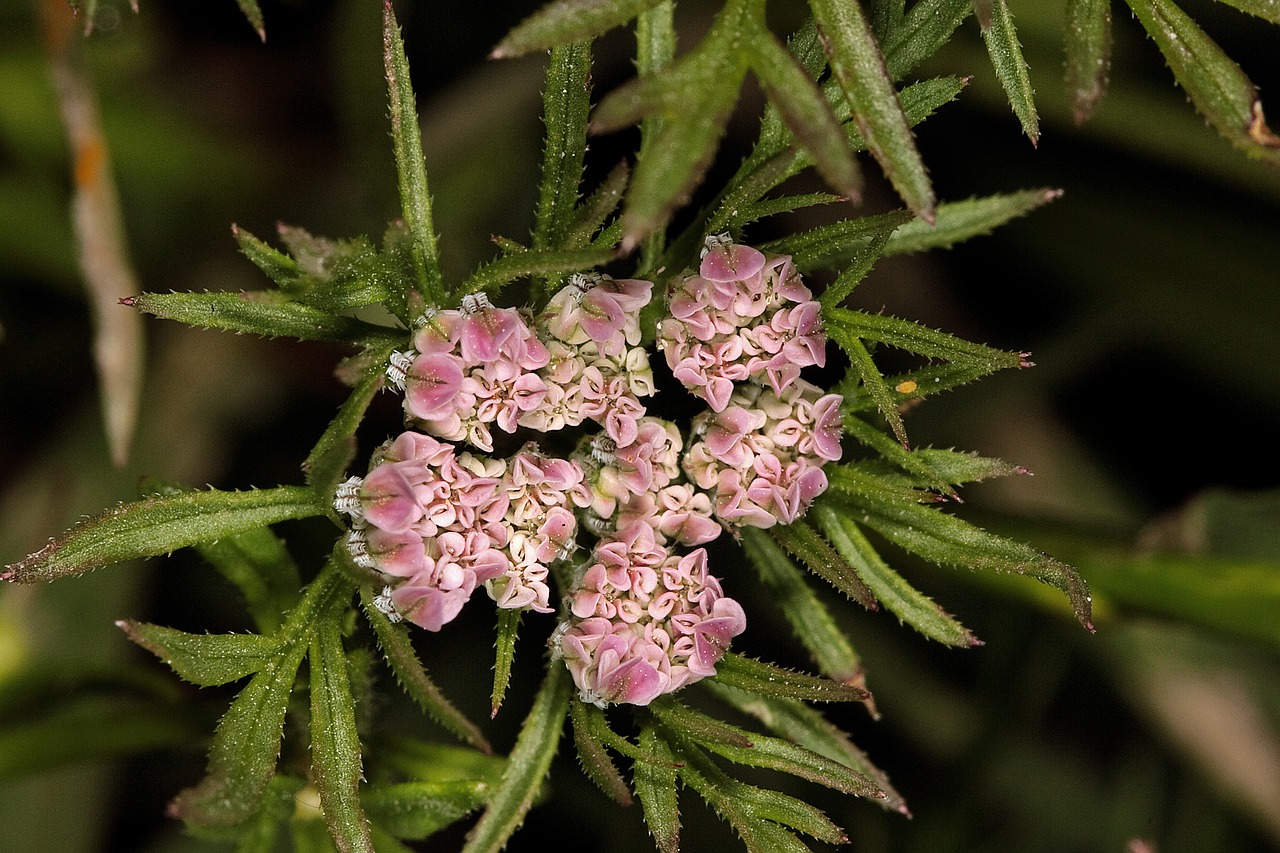 plants garden wildflowers free photo