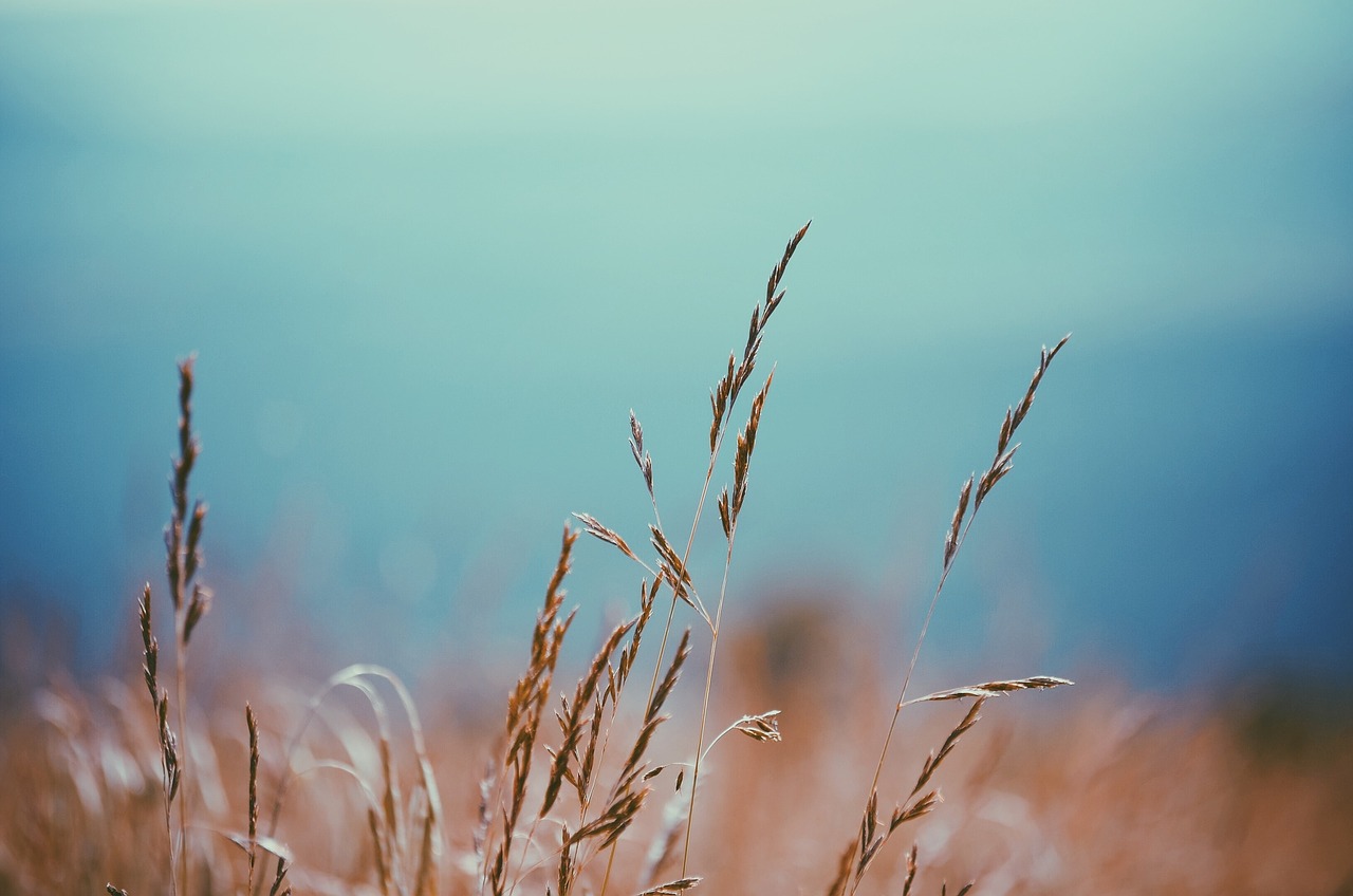 plants field nature free photo