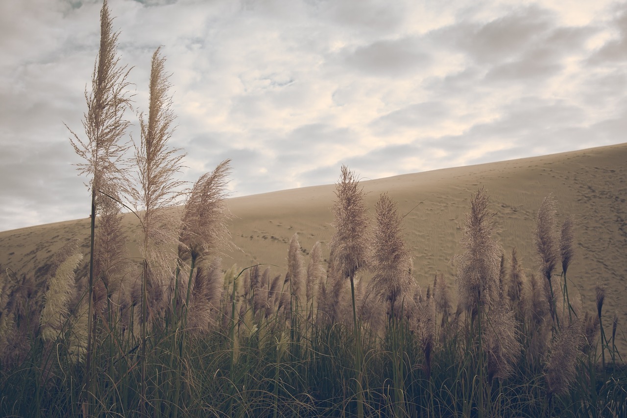 plants sand hills free photo