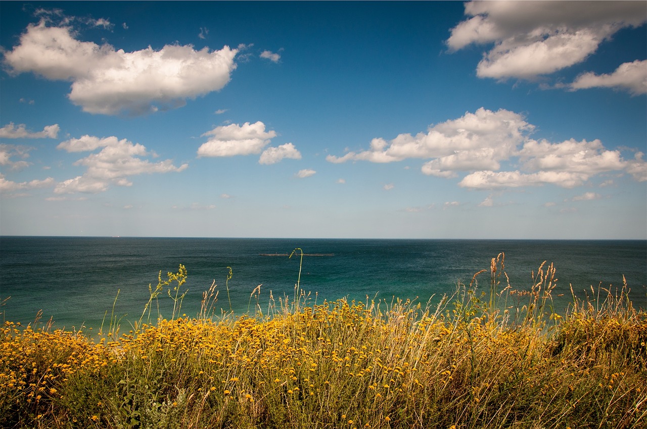 plants water ocean free photo