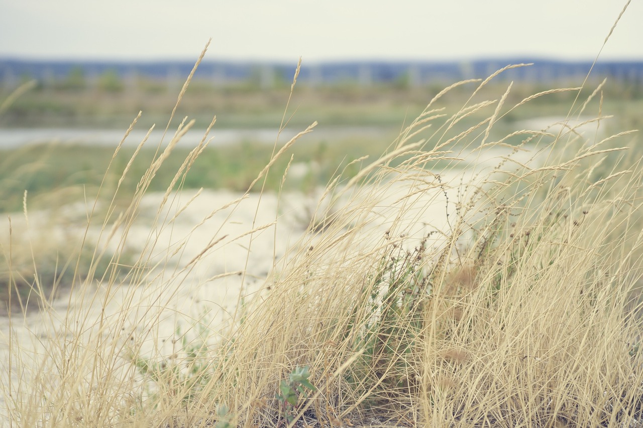 plants reeds green free photo