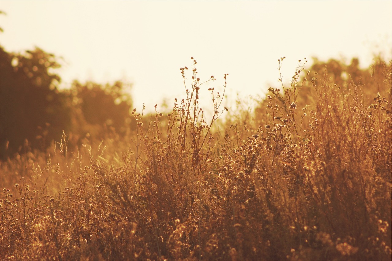 plants fields sunshine free photo