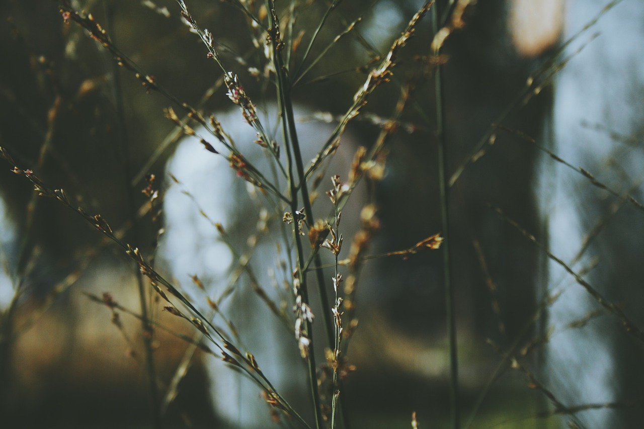 plants grass green free photo