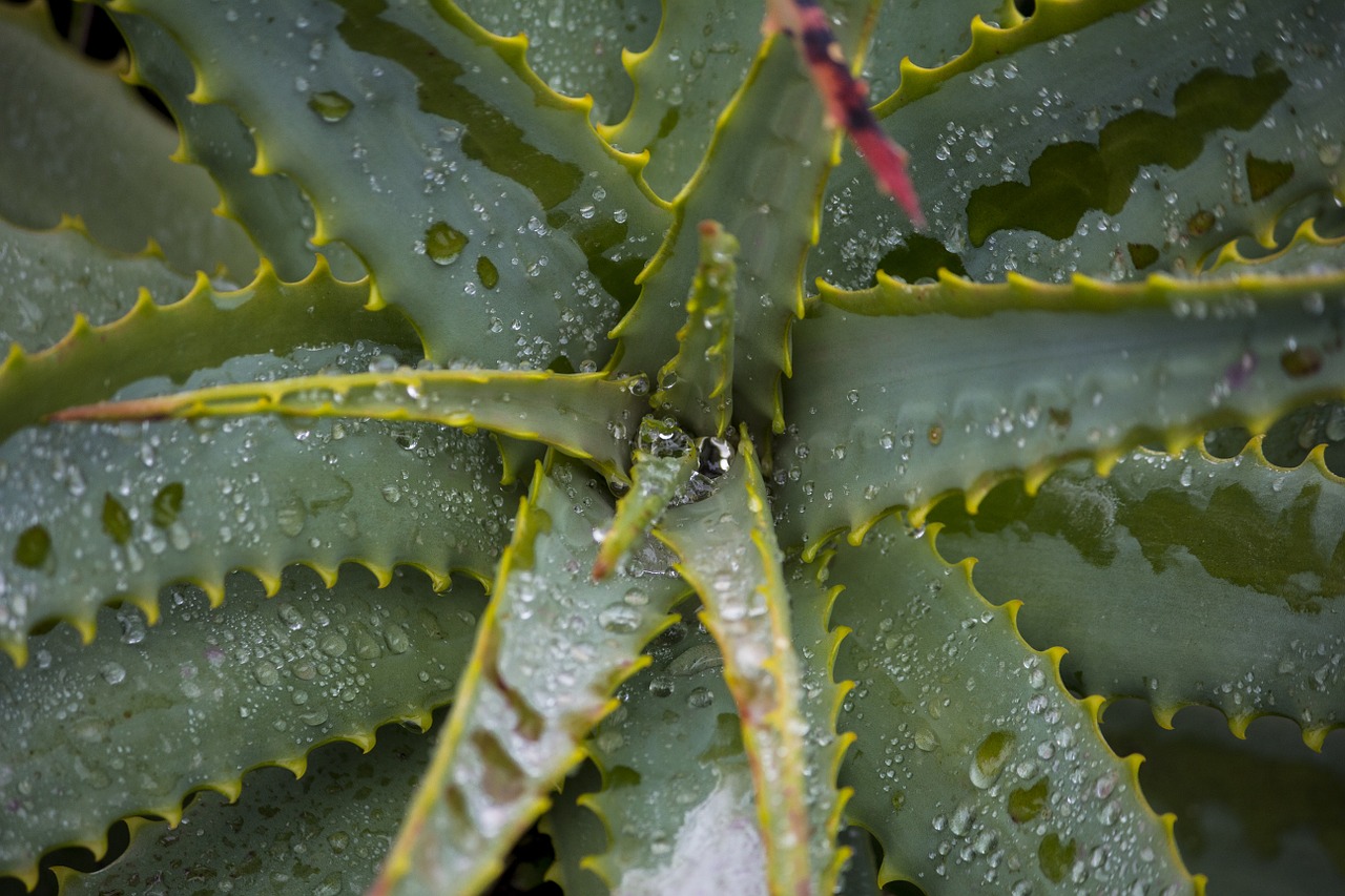 plants leaf nature free photo