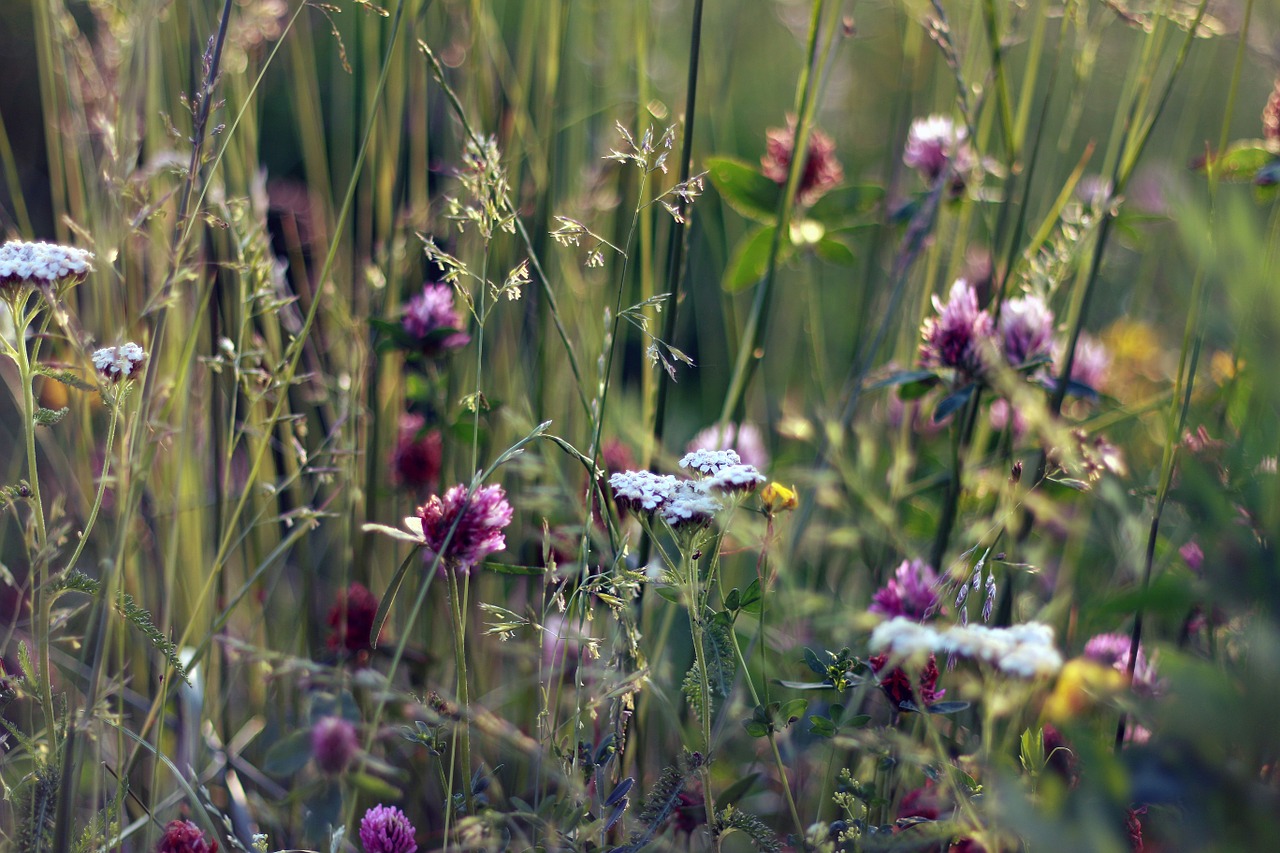 plants flowers garden free photo