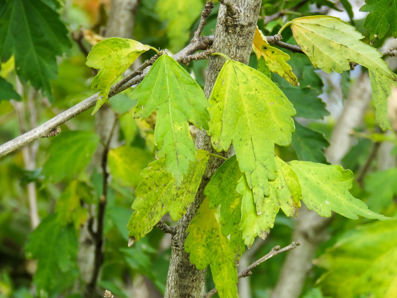 plants leaves tree free photo