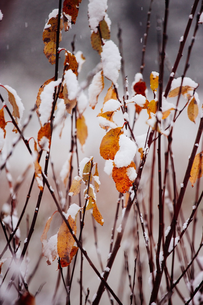 plants leaves snow free photo