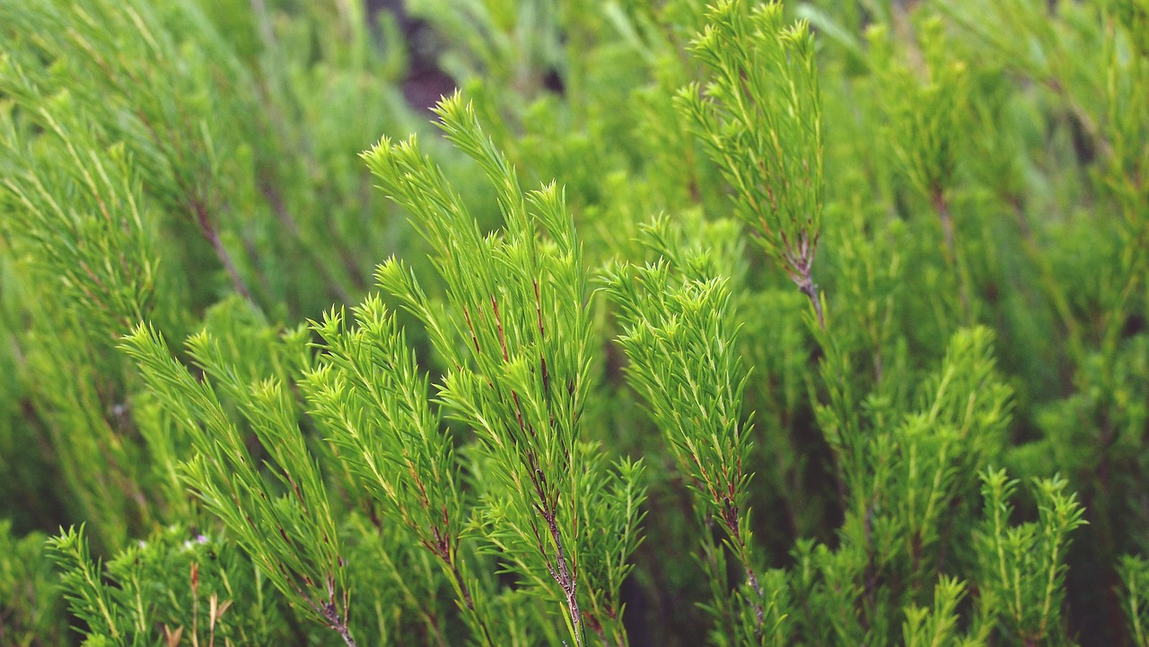 plants coniferous green free photo