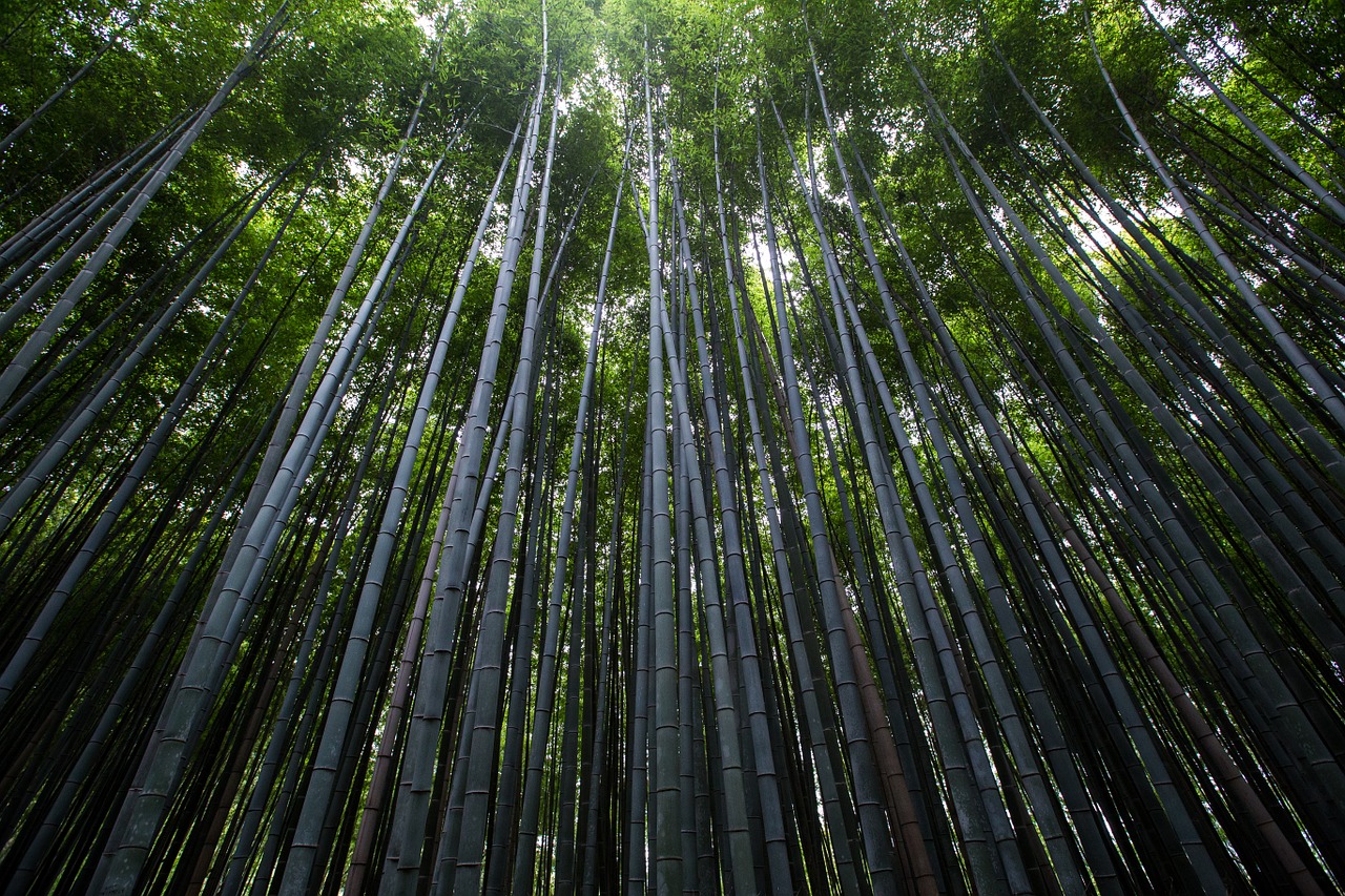 plants trees bamboo free photo