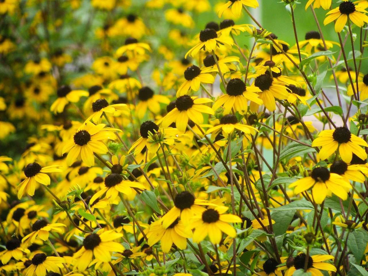 plants flowers yellow free photo