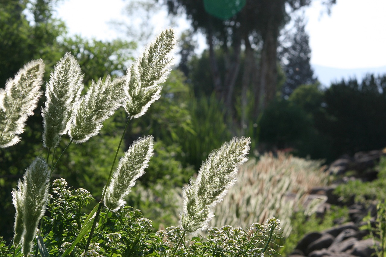 plants light green free photo