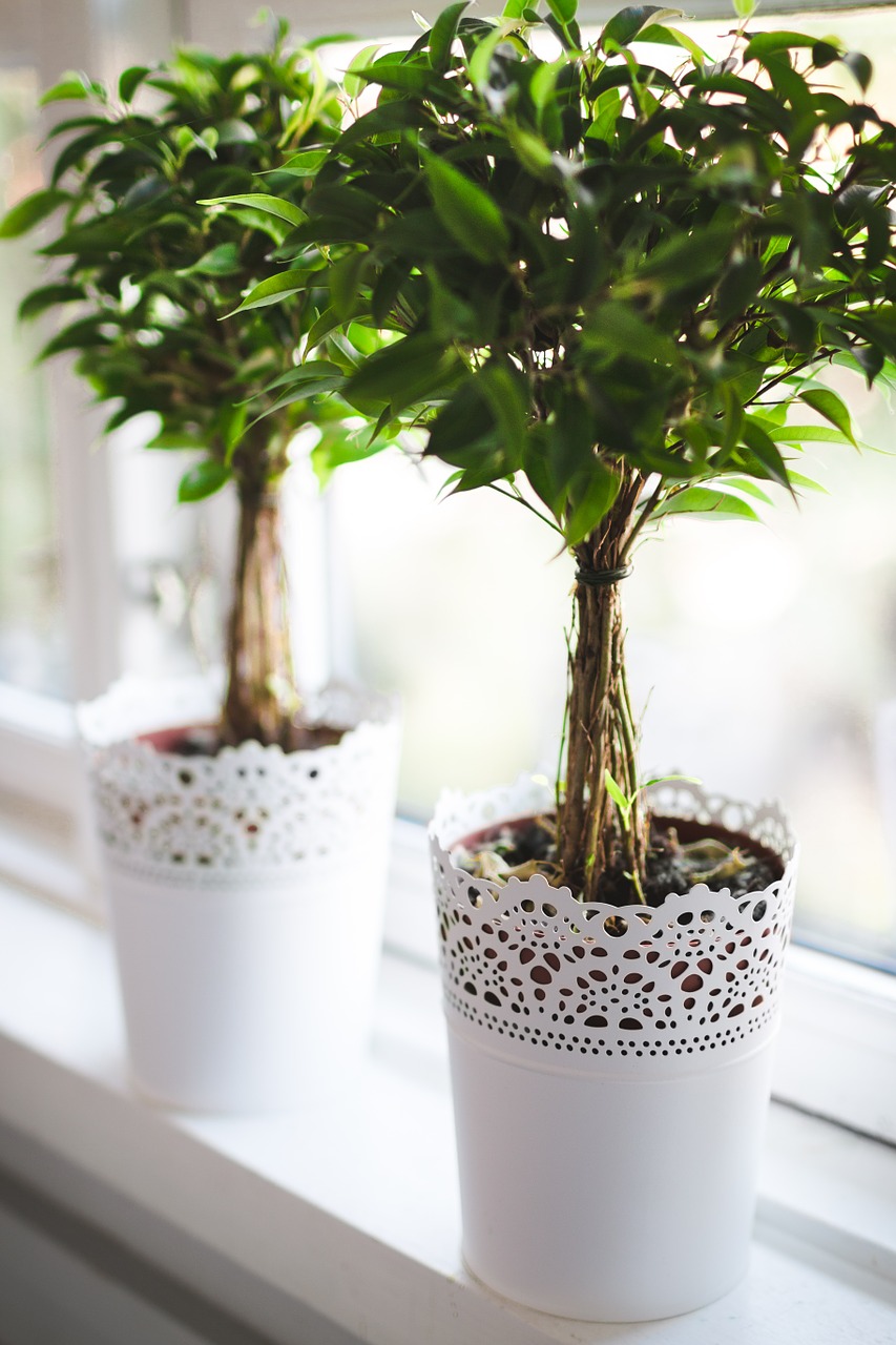 plants potted green free photo