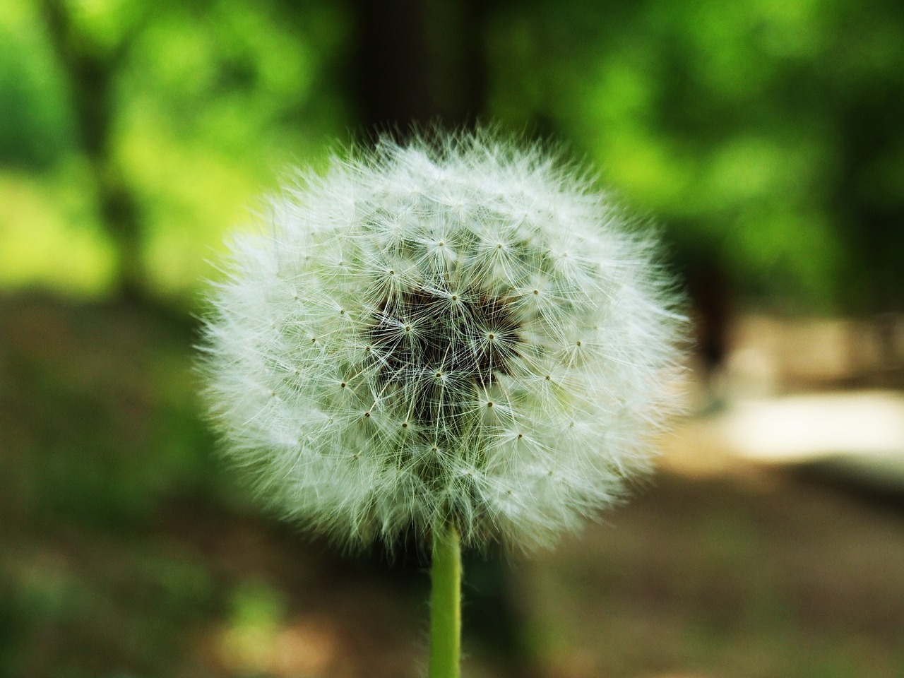 plants dandelion dandelion mr hall free photo