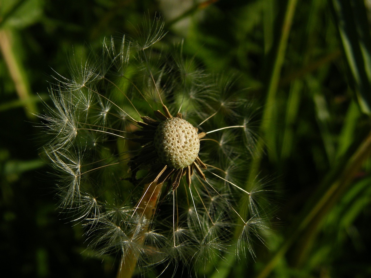 plants dandelion flower free photo