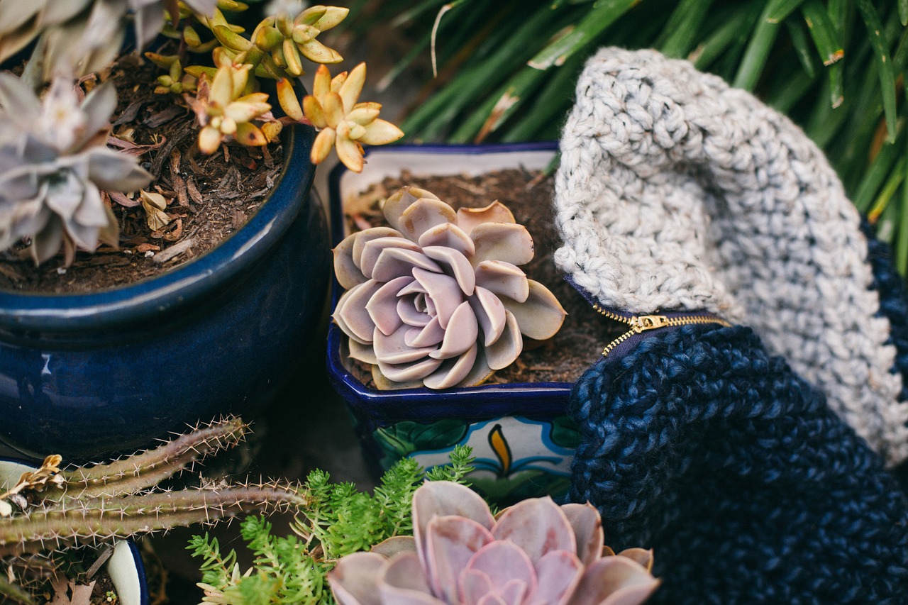 plants pots gardening free photo