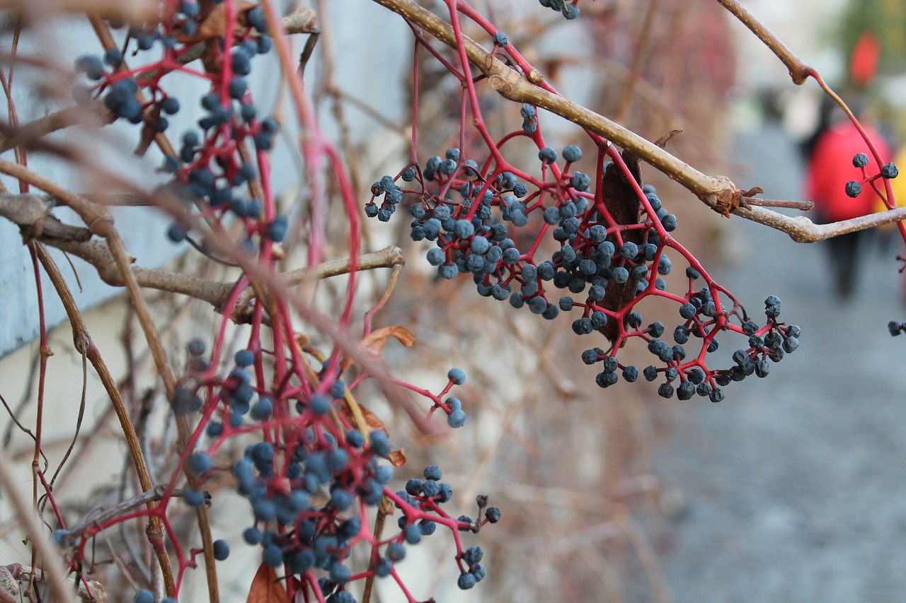 plants nature autumn free photo