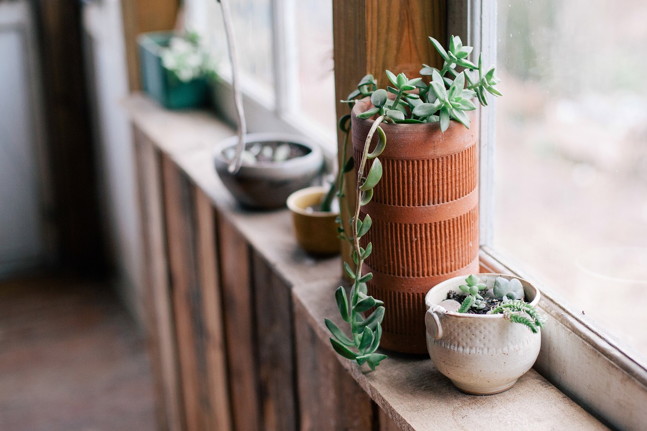 plants pots window free photo