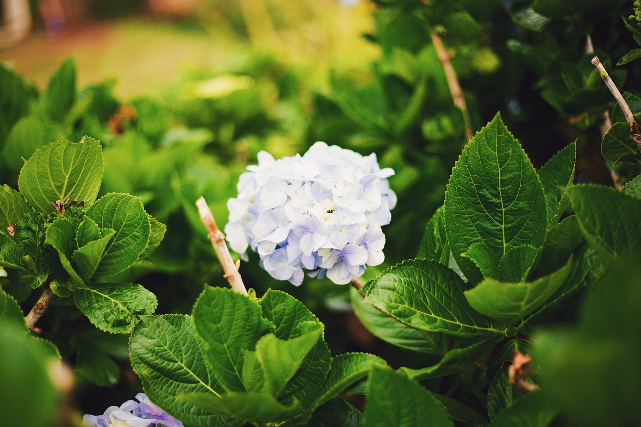 plants flowers green free photo