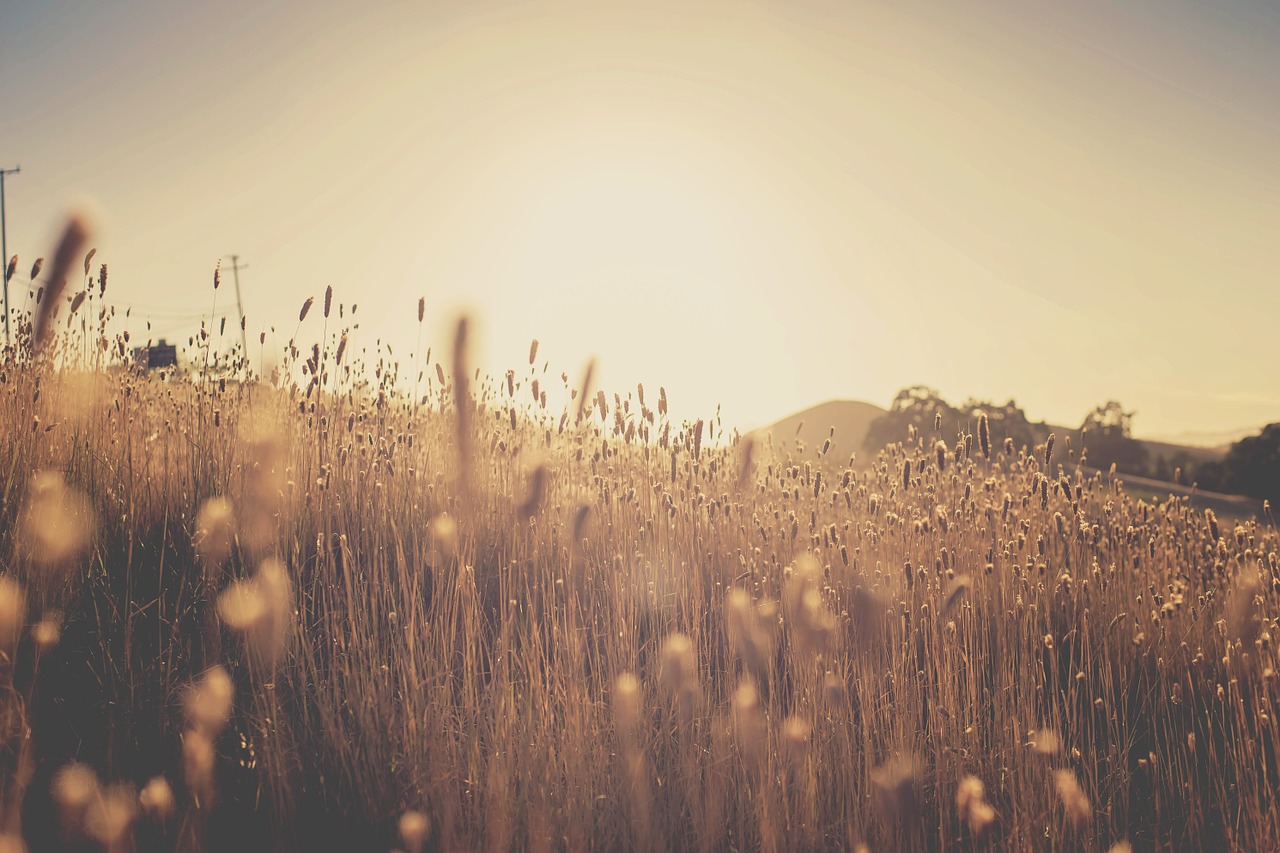 plants field sun rays free photo