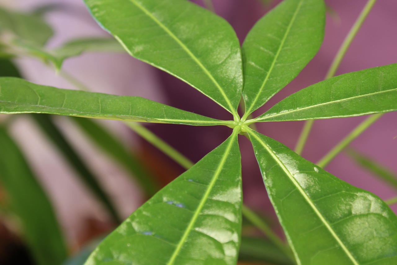 lemon leaves plants nature free photo