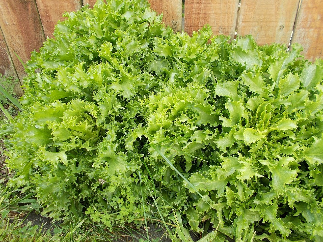 plants chicory salted vegetables free photo